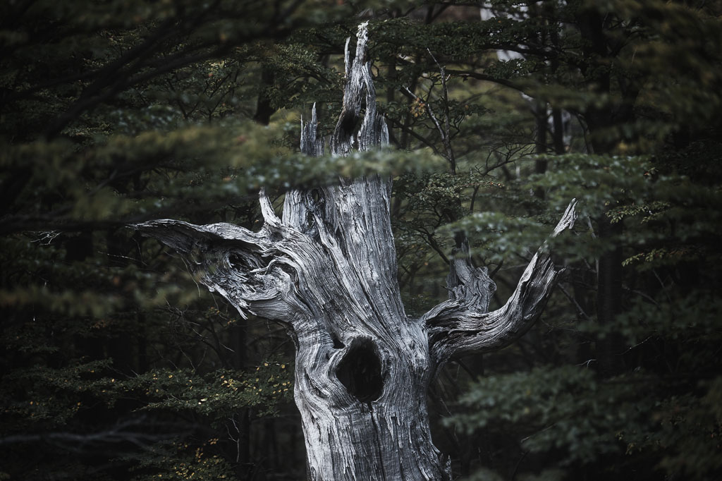 Trou dans un arbre mort