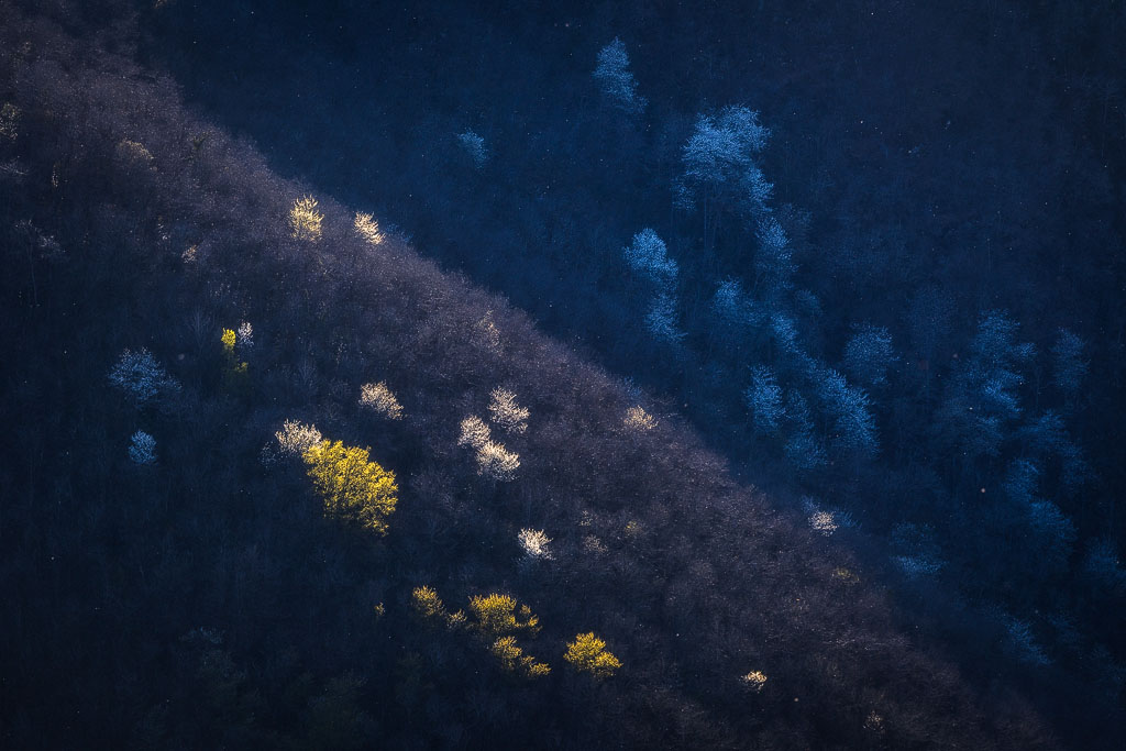 Last Light Arbres illuminés par les derniers rayons du soleil de la journée