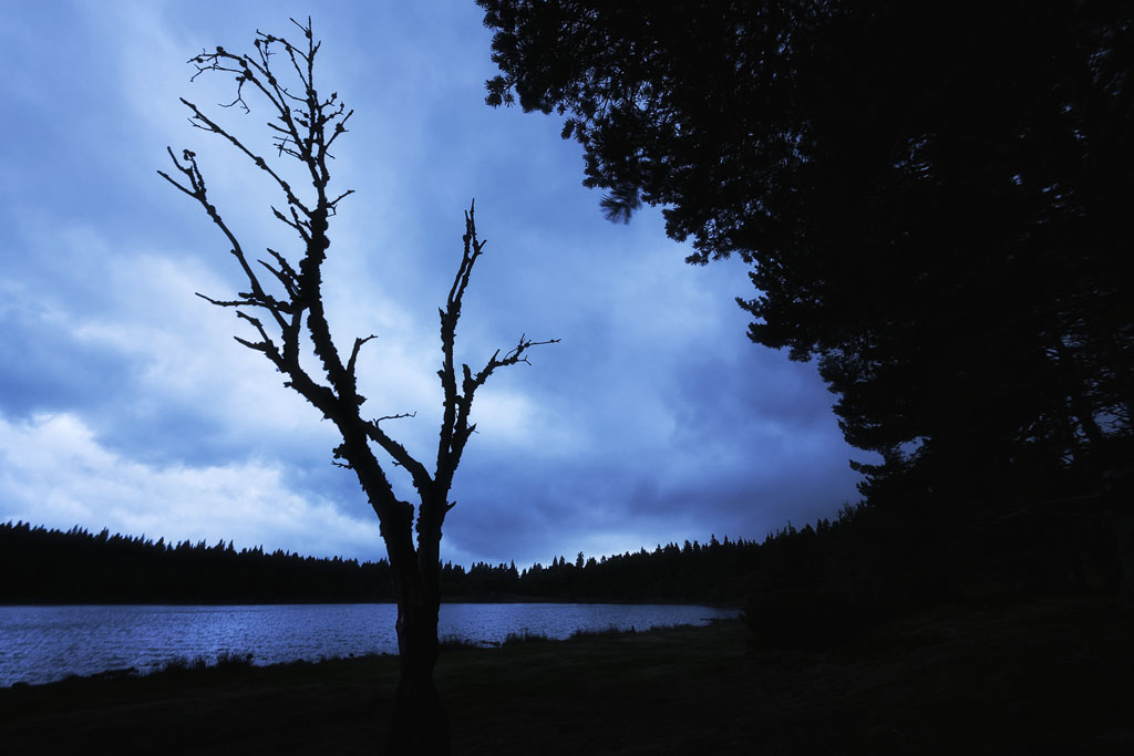 Silhouette d'arbre sur fond de lac