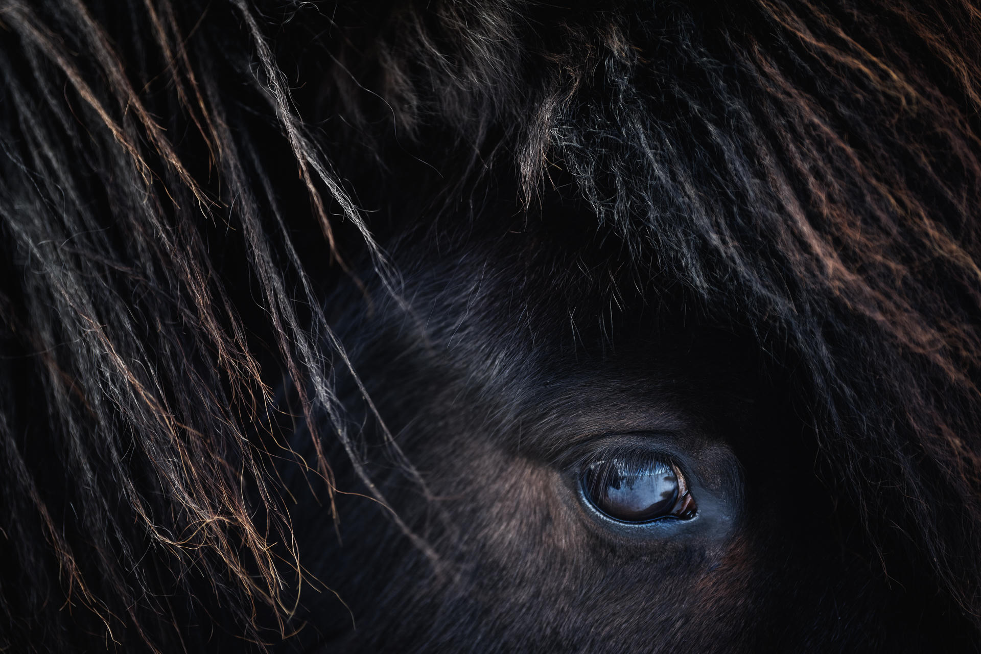 Destrier